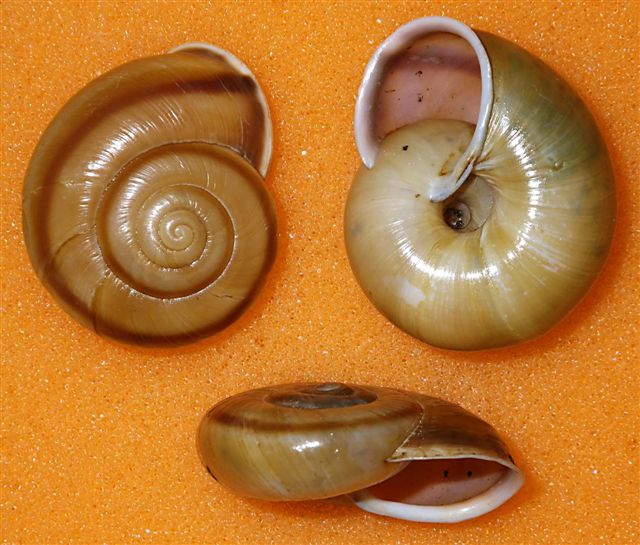 Chilostoma (Chilostoma) adelozona (Strobel,1857).